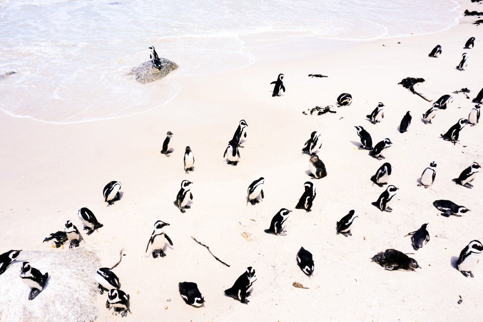 South_Africa