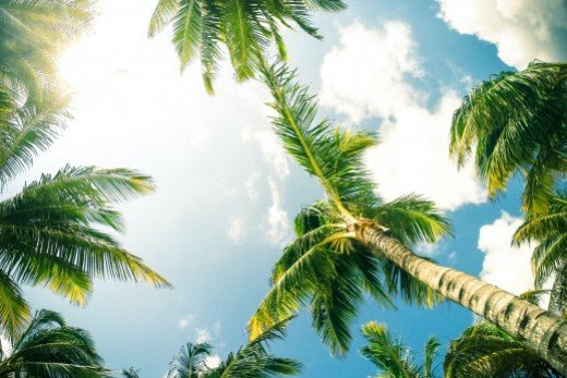 Caribbean Cruises