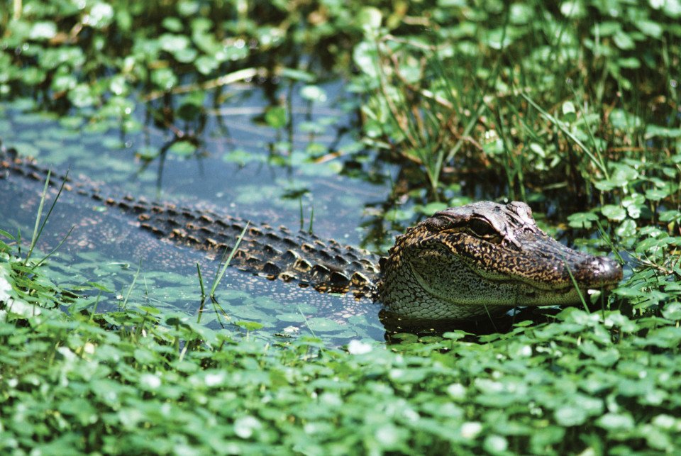 Panama