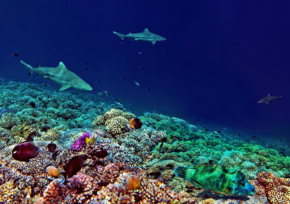 French_Polynesia