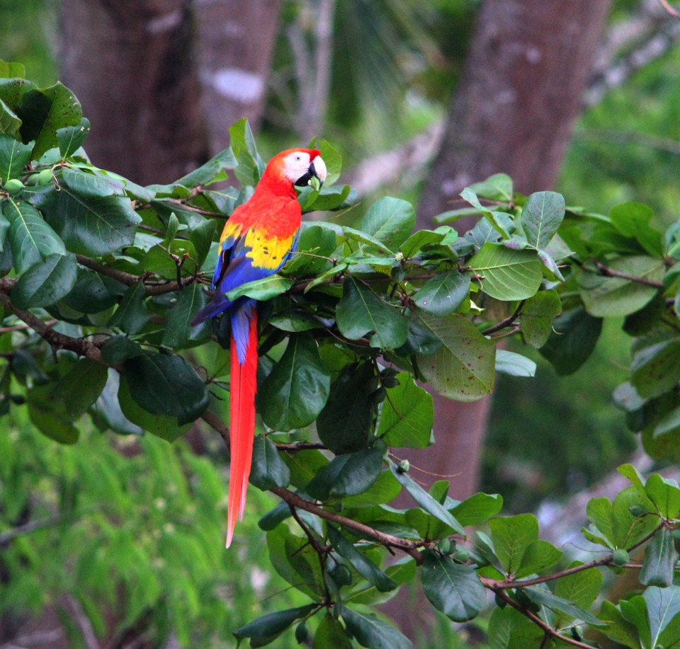 Costa_Rica