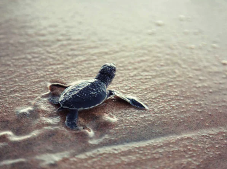 Responsible Shore Excursions: Protectours