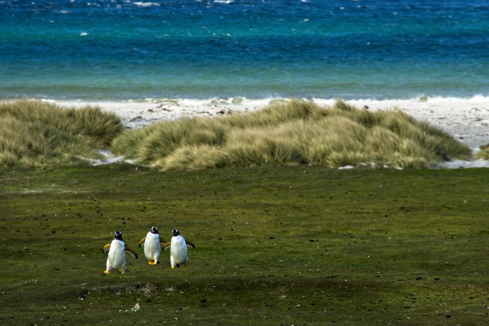 Puerto Williams to Cape Town search image