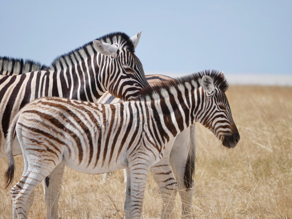 Tanzania