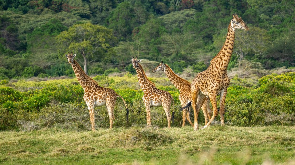 Tanzania