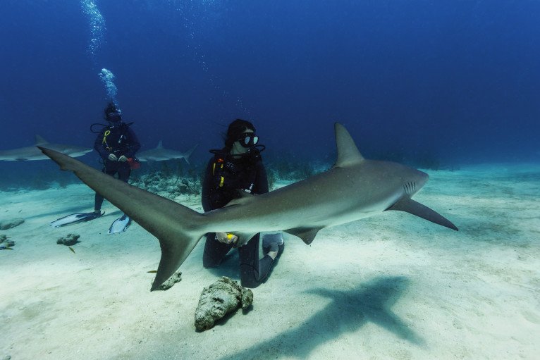 Scuba Excursions on Brilliance of the Seas