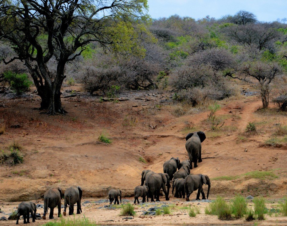 South_Africa