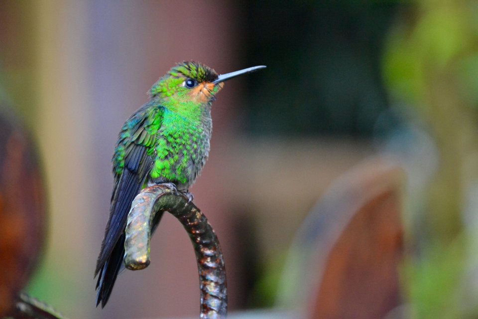 Costa_Rica