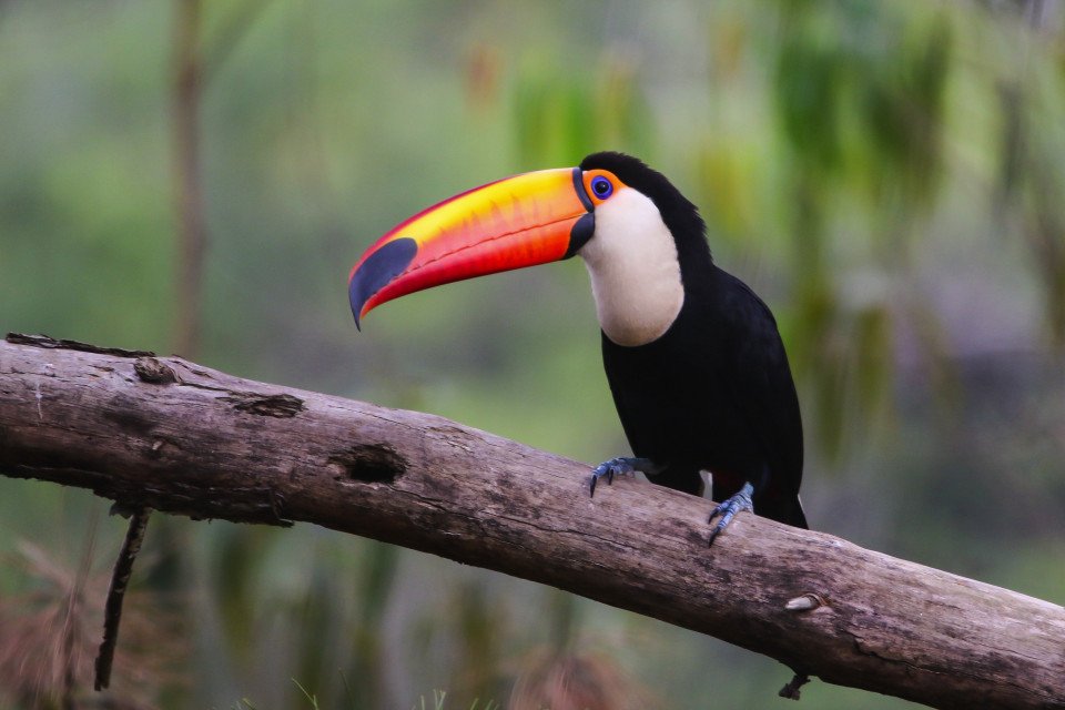 9-Day Heart Of The Amazon search image