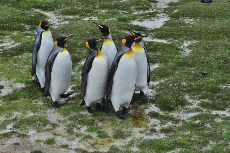 Antarctic Celebration search image