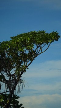 4 Image 4