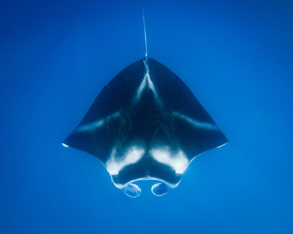 Fiji