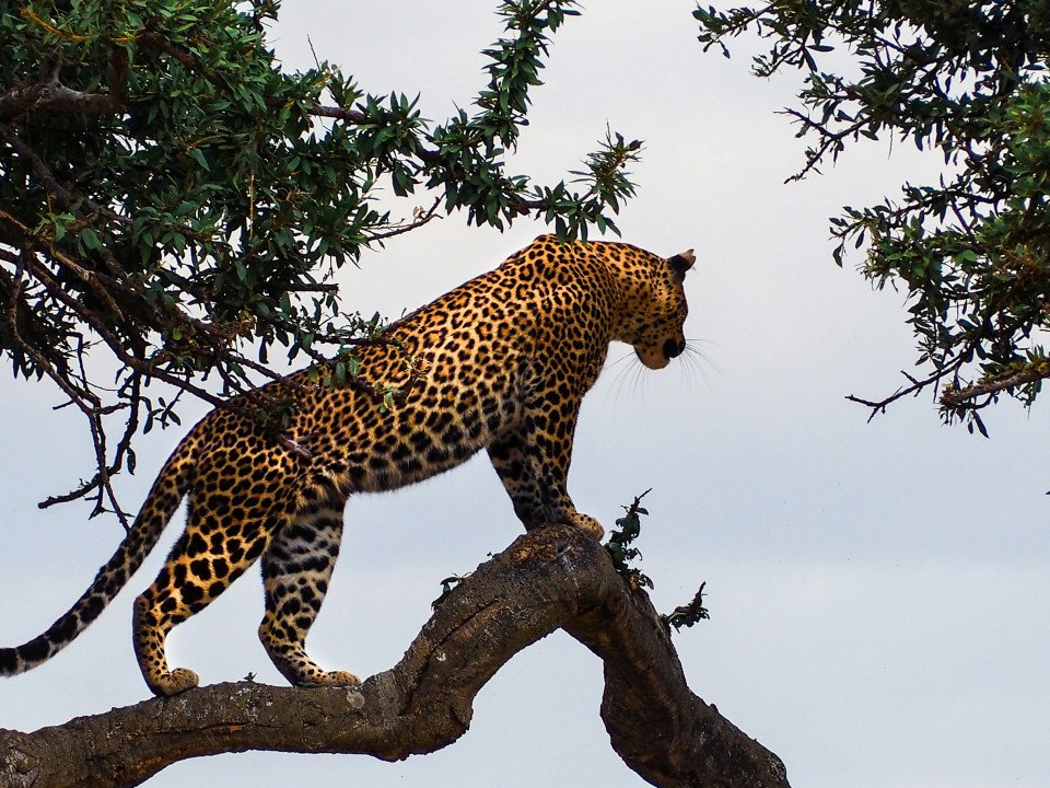 Kenya