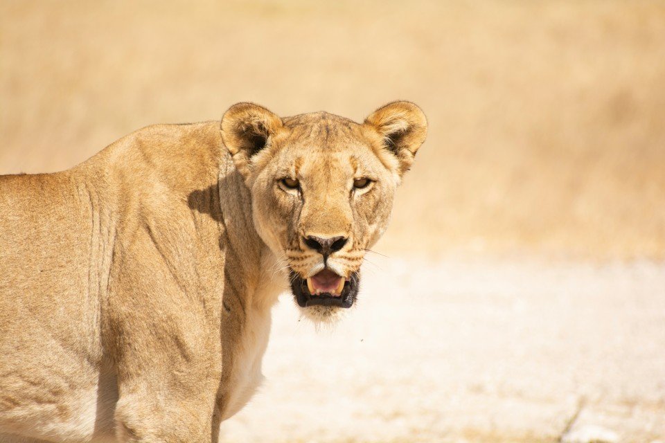 Namibia