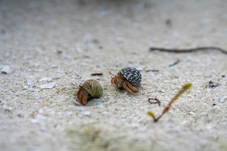 Responsible Shore Excursions: MSC Protectours