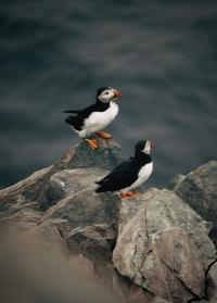Bonavista, Newfoundland and Labrador cruise port