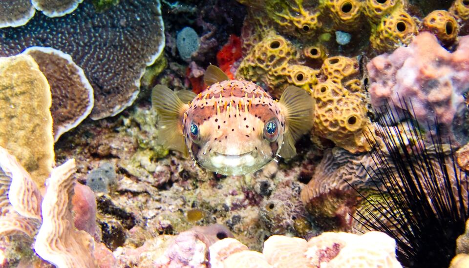 5-Day Western Caribbean
