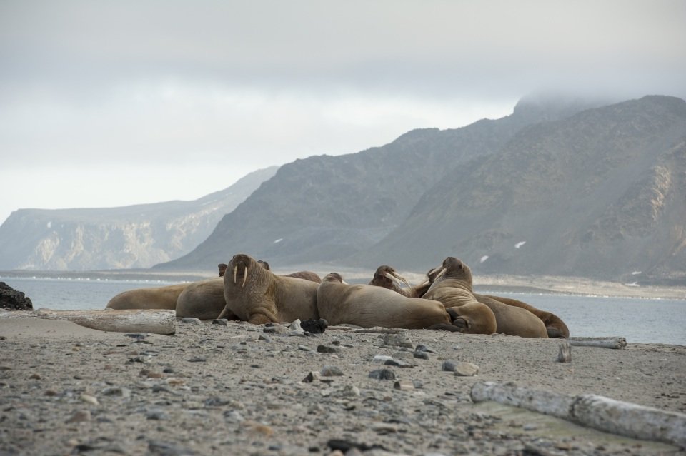 Spitsbergen, Iceland, Faroe Islands – Island Hopping in and around the Arctic (Southbound)
